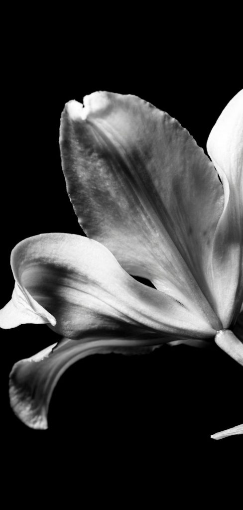 Monochrome Florals: Bold Blooms